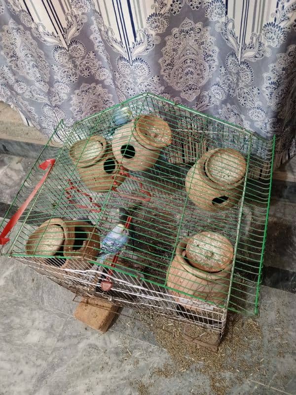 budgies for sale 0