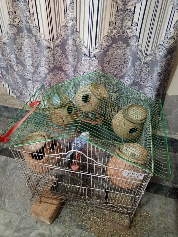 budgies for sale 1