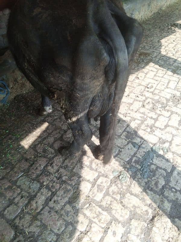 pure nilli breed ki bhens for sale 4