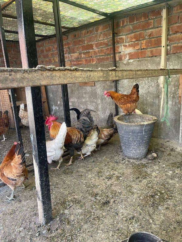 golden misri egg laying hens 1