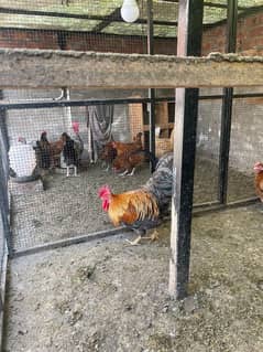 golden misri egg laying hens