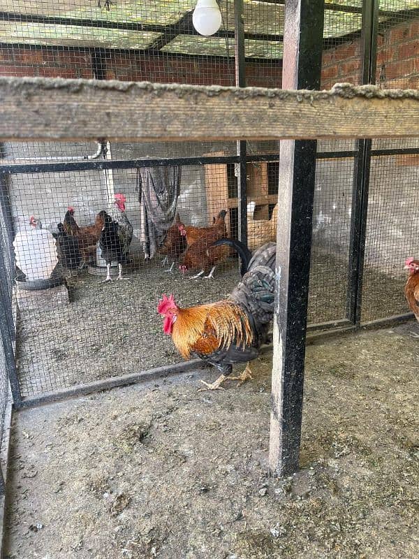 golden misri egg laying hens 2