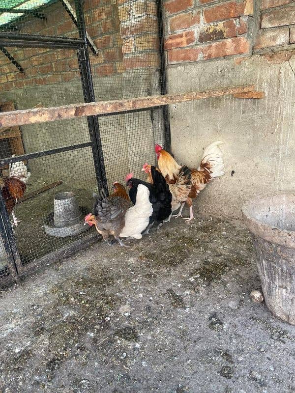 golden misri egg laying hens 3