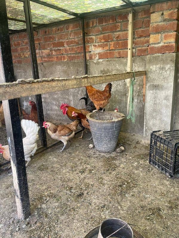 golden misri egg laying hens 4