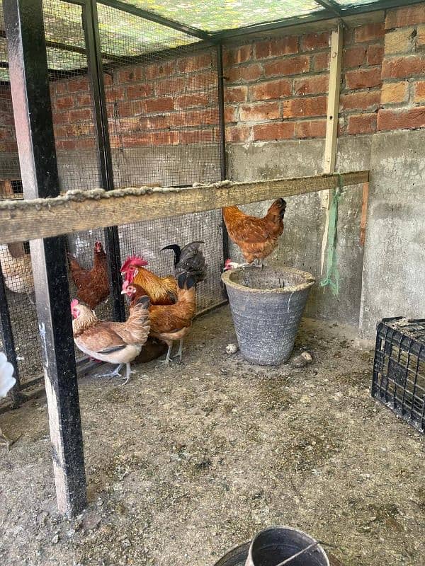 golden misri egg laying hens 6