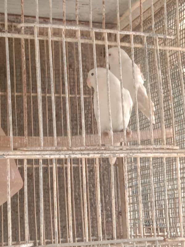 17 breeder pear lovebirds 6