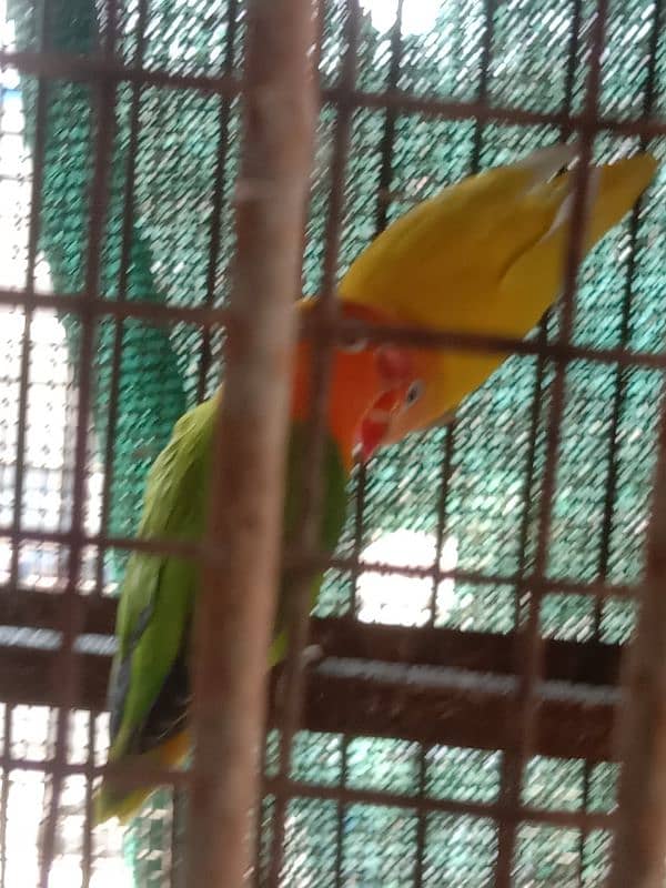 17 breeder pear lovebirds 7