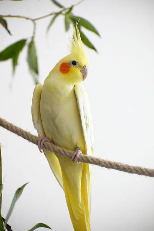 Cocktail pair Australian Budgies Pair 0