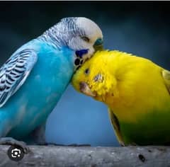 Cocktail pair Australian Budgies Pair