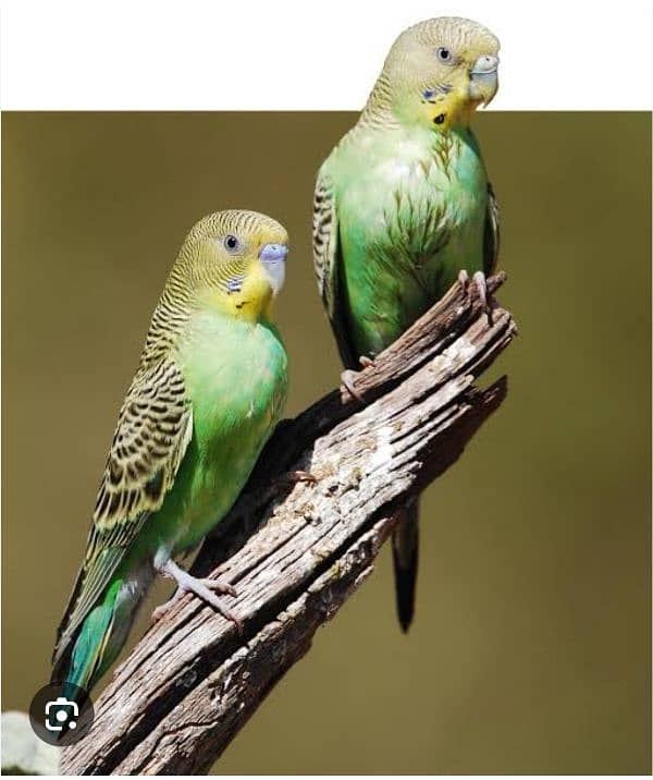 Cocktail pair Australian Budgies Pair 4