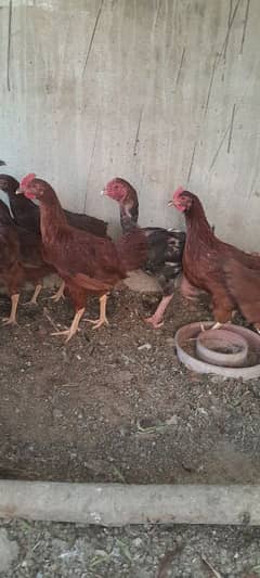 RIR HEN Rhode Island Red