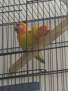 love birds with cage