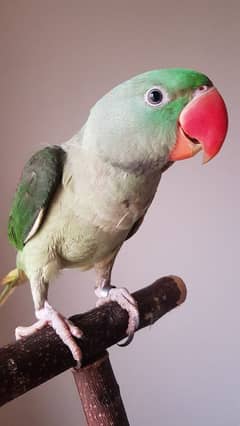 raw parrot 1.5 year old chick looking for a new home. . .