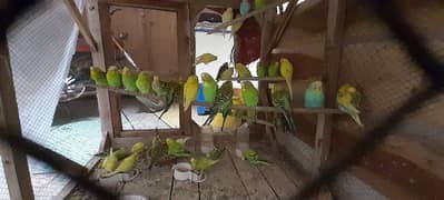 Adult Budgies Pairs