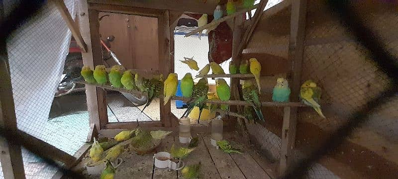 Adult Budgies Pairs 1