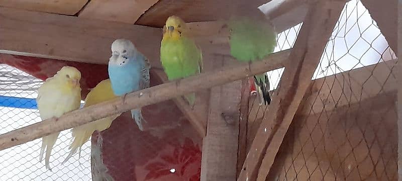 Adult Budgies Pairs 2