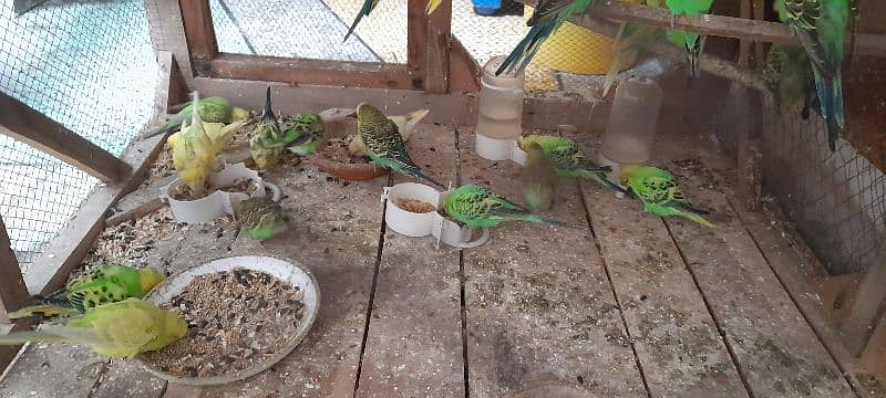 Adult Budgies Pairs 3