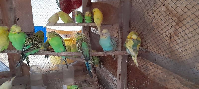 Adult Budgies Pairs 4