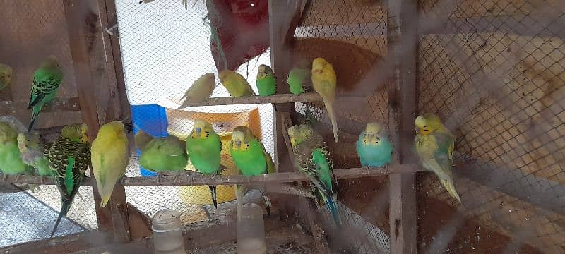 Adult Budgies Pairs 5