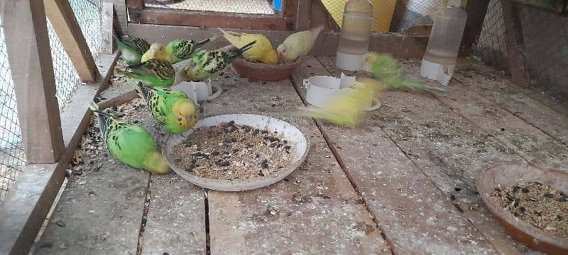 Adult Budgies Pairs 6