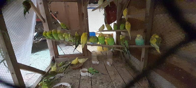 Adult Budgies Pairs 7