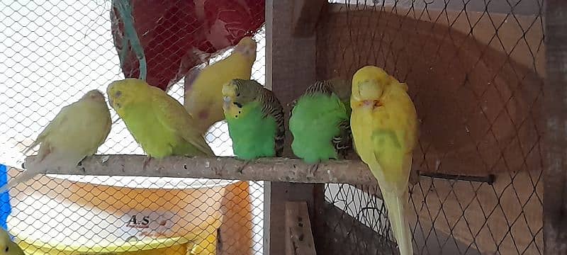 Adult Budgies Pairs 8