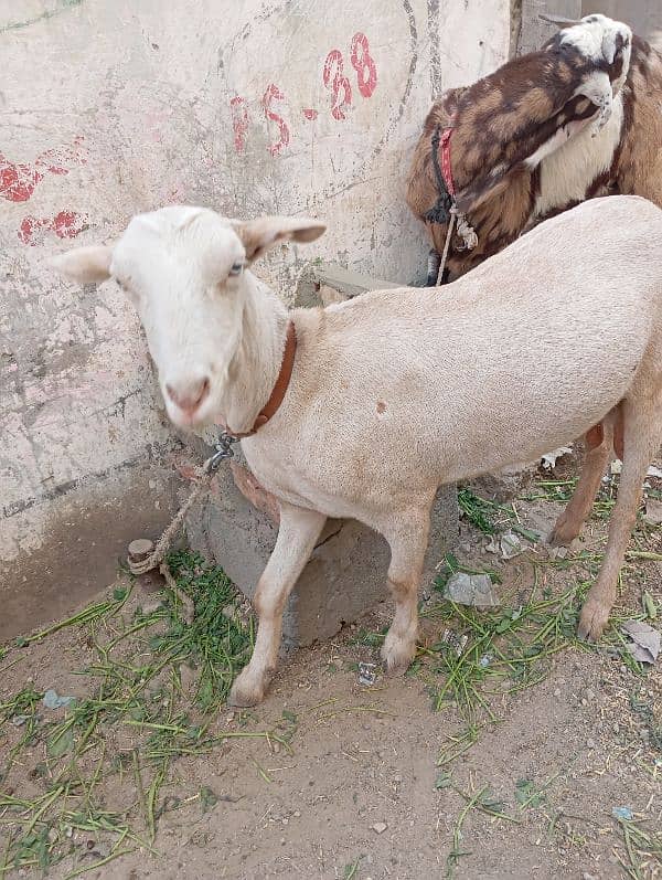 tota pari  male or teddy female 9