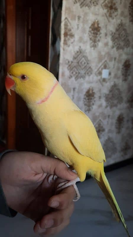 Yellow ringneck tamed and talking 0