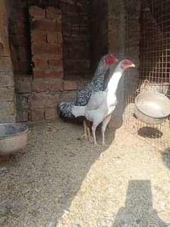 White O Shamo /Aseel pathy /king size/ shamo chicks/high Quality shamo