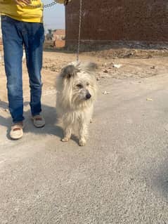 long hair Russian dog