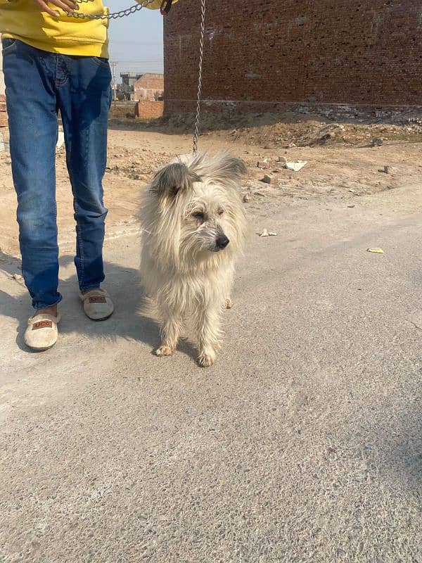 long hair Russian dog 0