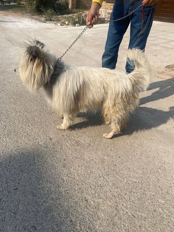 long hair Russian dog 2