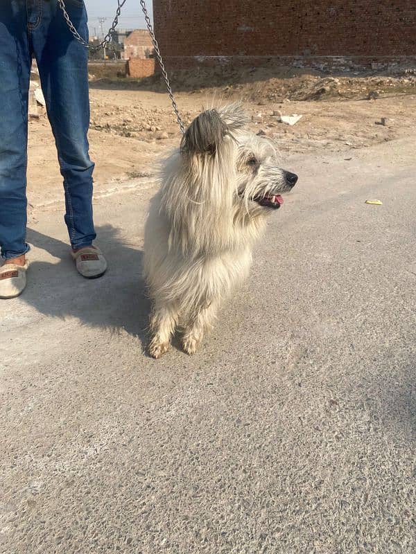 long hair Russian dog 4