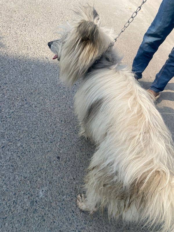 long hair Russian dog 6