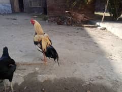 Aseel Hens | Mianwali Aseel |  Aseel Chicks | Aseel Hens For Sale