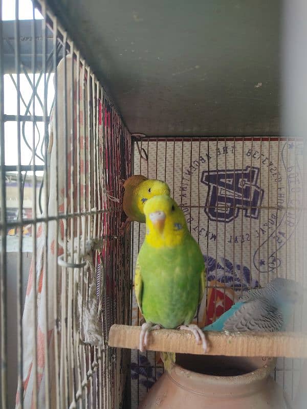 King Budges 3 months old  chicks for sale 6