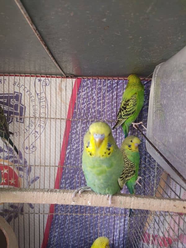 King Budges 3 months old  chicks for sale 8