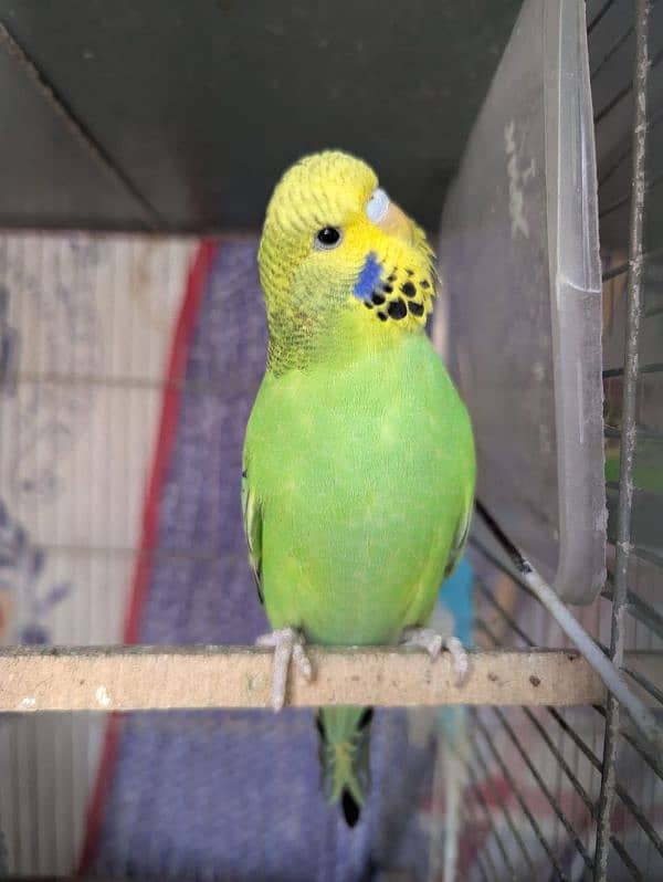 King Budges 3 months old  chicks for sale 9