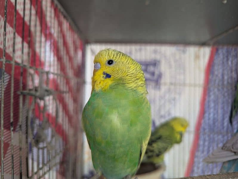 King Budges 3 months old  chicks for sale 10