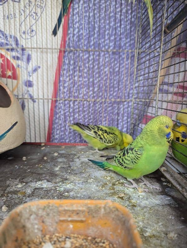 King Budges 3 months old  chicks for sale 12