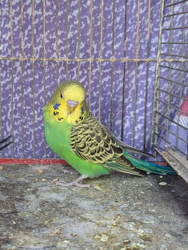 King Budges 3 months old  chicks for sale 13