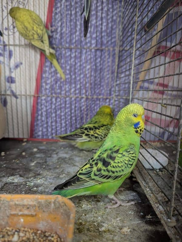 King Budges 3 months old  chicks for sale 15