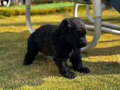 Champion Breed pedigree German Shepherd pups