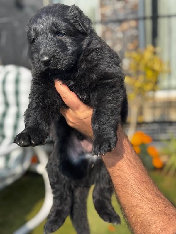 Champion Breed pedigree German Shepherd pups 1