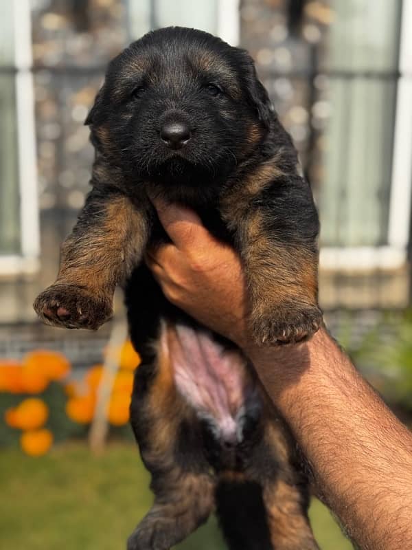 Champion Breed pedigree German Shepherd pups 2