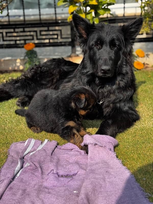 Champion Breed pedigree German Shepherd pups 5