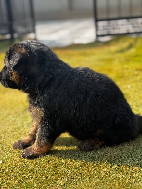 Champion Breed pedigree German Shepherd pups 6