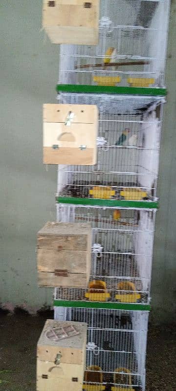 All setup for sell ha breeder pairs bhi cage bhi 03128935987 0