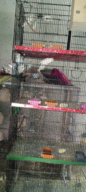 All setup for sell ha breeder pairs bhi cage bhi 03128935987 2