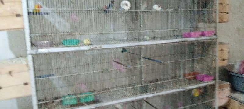 All setup for sell ha breeder pairs bhi cage bhi 03128935987 3